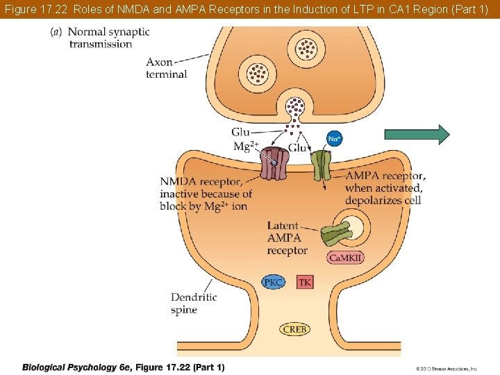 Figure 17. 22 Roles of NMDA and AMPA Receptors in the Induction of LTP