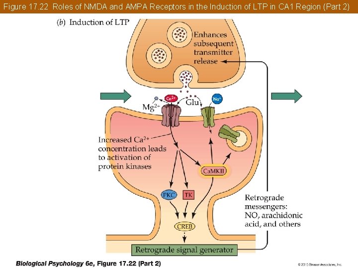 Figure 17. 22 Roles of NMDA and AMPA Receptors in the Induction of LTP