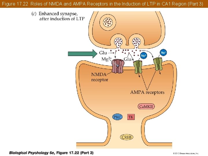 Figure 17. 22 Roles of NMDA and AMPA Receptors in the Induction of LTP