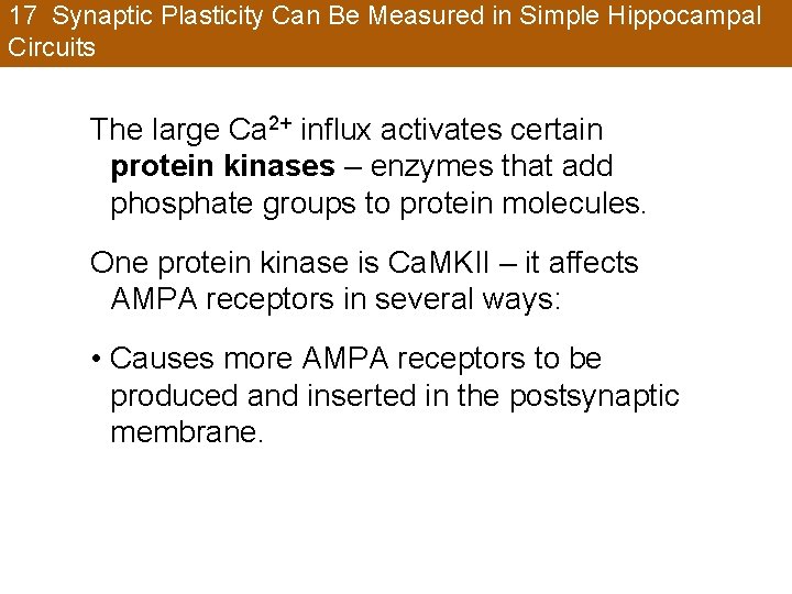 17 Synaptic Plasticity Can Be Measured in Simple Hippocampal Circuits The large Ca 2+