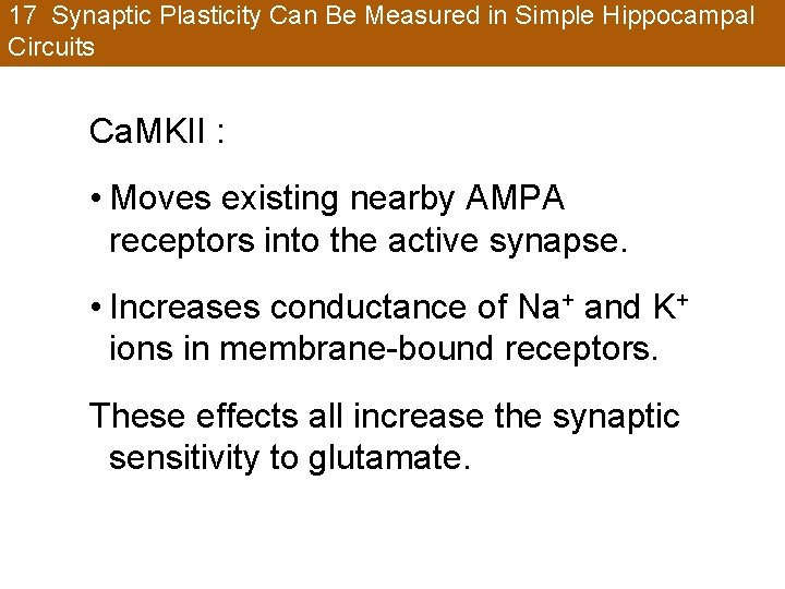 17 Synaptic Plasticity Can Be Measured in Simple Hippocampal Circuits Ca. MKII : •