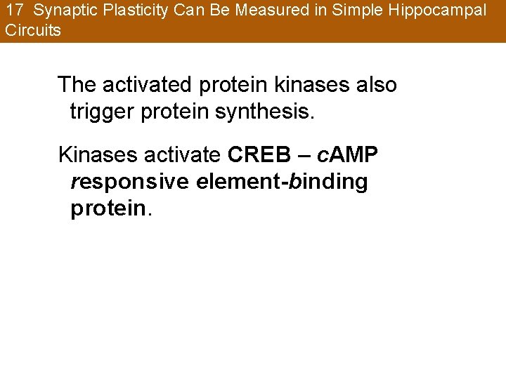17 Synaptic Plasticity Can Be Measured in Simple Hippocampal Circuits The activated protein kinases