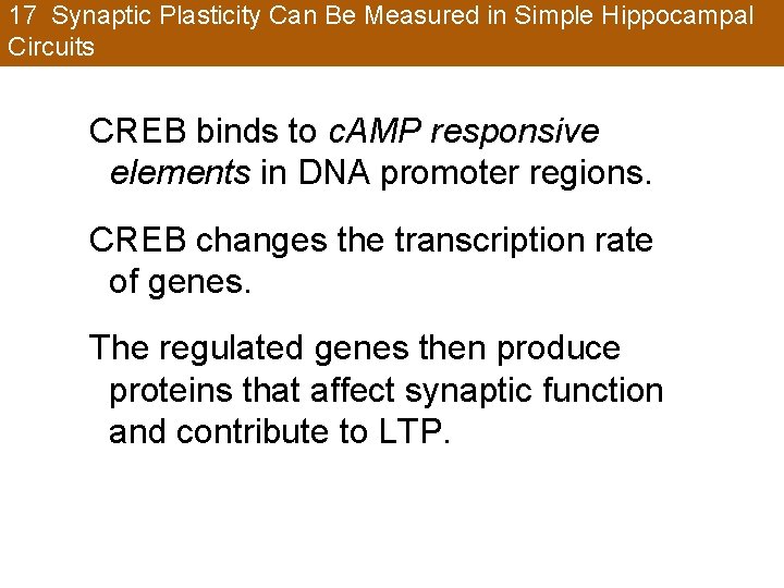 17 Synaptic Plasticity Can Be Measured in Simple Hippocampal Circuits CREB binds to c.