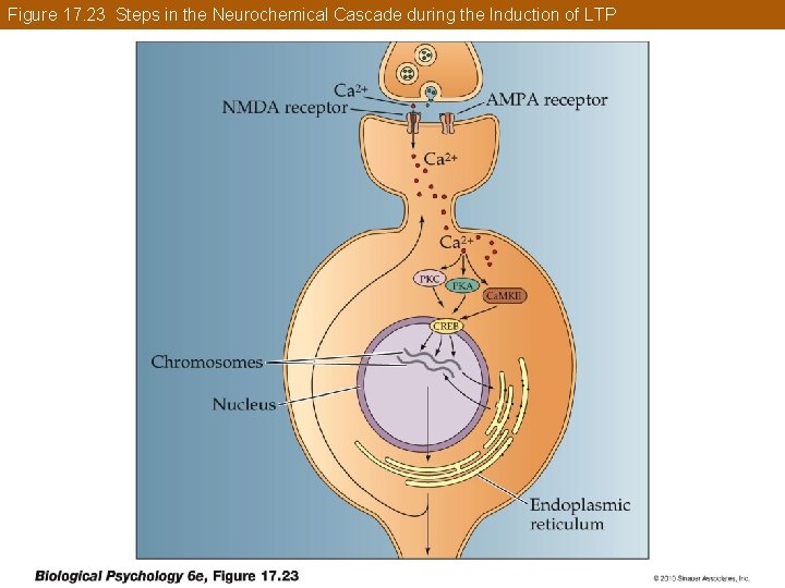 Figure 17. 23 Steps in the Neurochemical Cascade during the Induction of LTP 