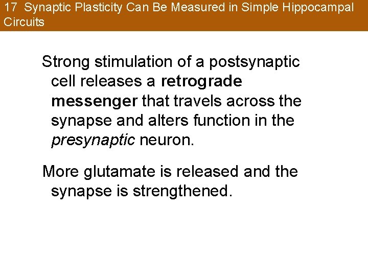 17 Synaptic Plasticity Can Be Measured in Simple Hippocampal Circuits Strong stimulation of a