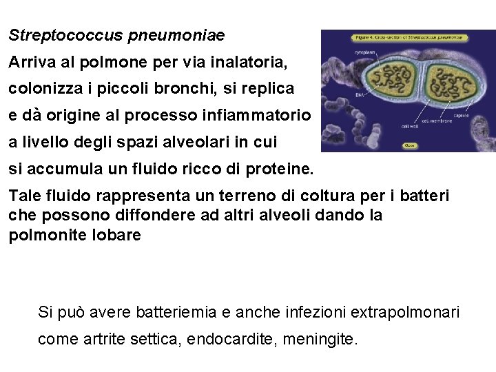 Streptococcus pneumoniae Arriva al polmone per via inalatoria, colonizza i piccoli bronchi, si replica