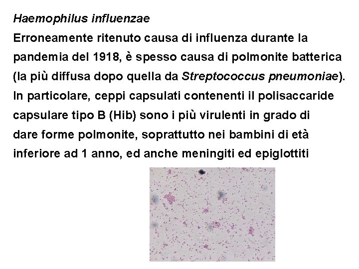 Haemophilus influenzae Erroneamente ritenuto causa di influenza durante la pandemia del 1918, è spesso