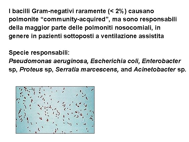 I bacilli Gram-negativi raramente (< 2%) causano polmonite “community-acquired”, ma sono responsabili della maggior