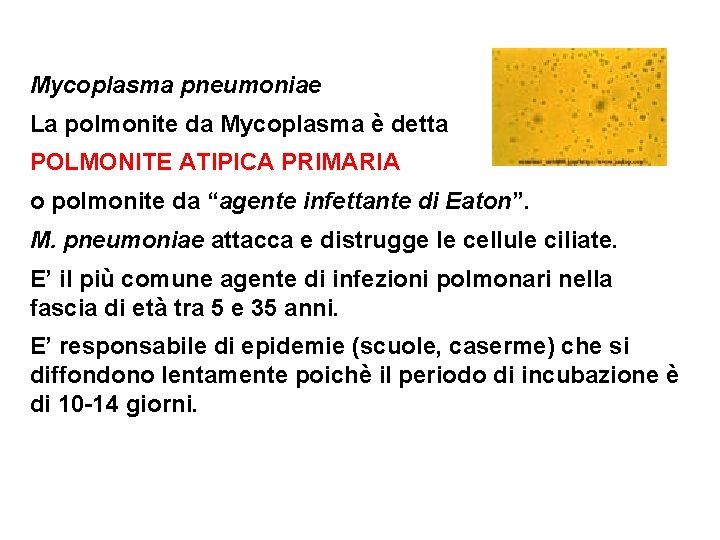 Mycoplasma pneumoniae La polmonite da Mycoplasma è detta POLMONITE ATIPICA PRIMARIA o polmonite da