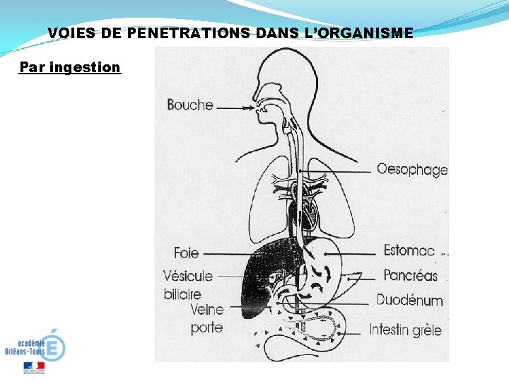VOIES DE PENETRATIONS DANS L’ORGANISME Par ingestion 