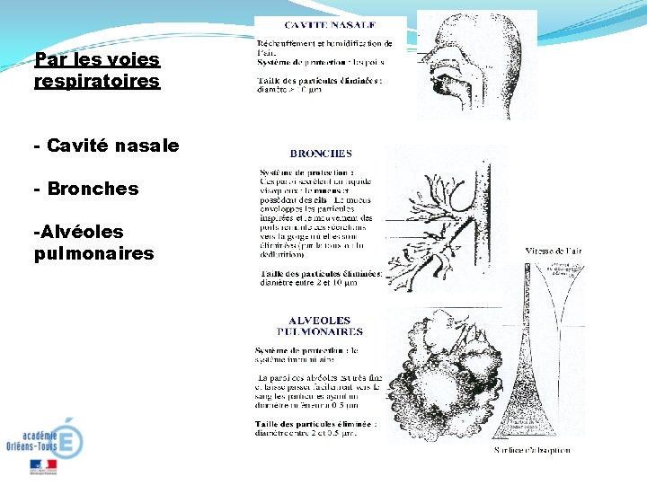 Par les voies respiratoires - Cavité nasale - Bronches -Alvéoles pulmonaires 