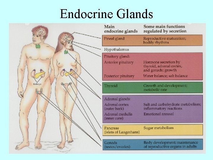 Endocrine Glands 