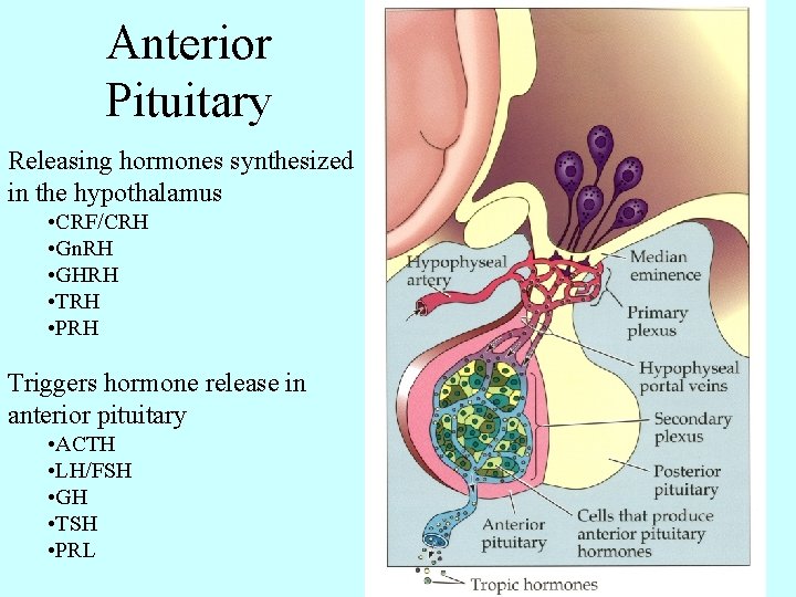 Anterior Pituitary Releasing hormones synthesized in the hypothalamus • CRF/CRH • Gn. RH •