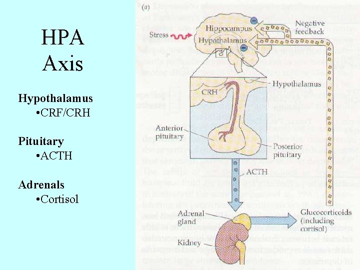 HPA Axis Hypothalamus • CRF/CRH Pituitary • ACTH Adrenals • Cortisol 