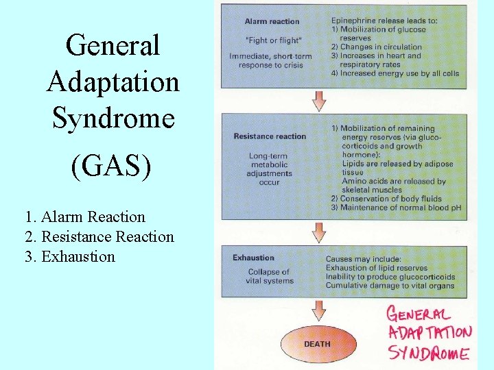 General Adaptation Syndrome (GAS) 1. Alarm Reaction 2. Resistance Reaction 3. Exhaustion 
