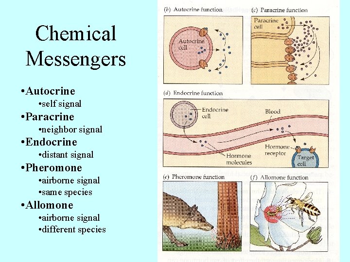 Chemical Messengers • Autocrine • self signal • Paracrine • neighbor signal • Endocrine