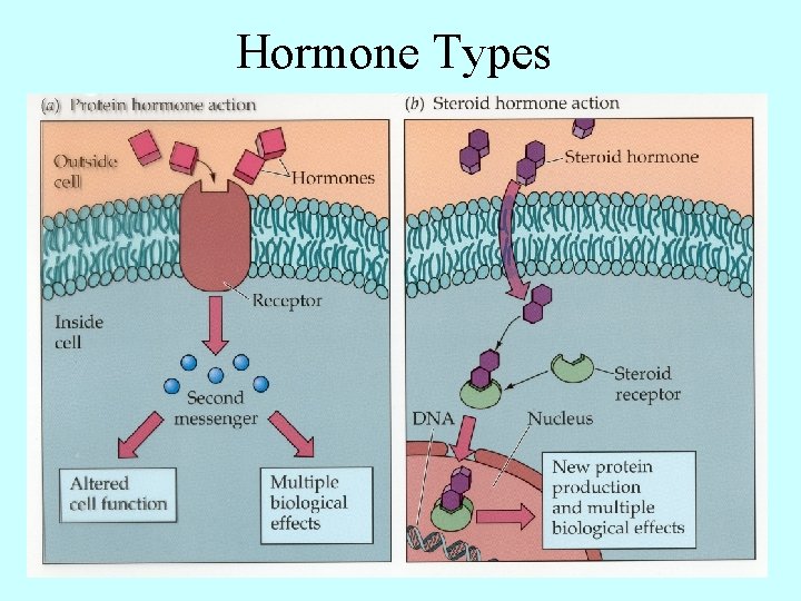 Hormone Types 