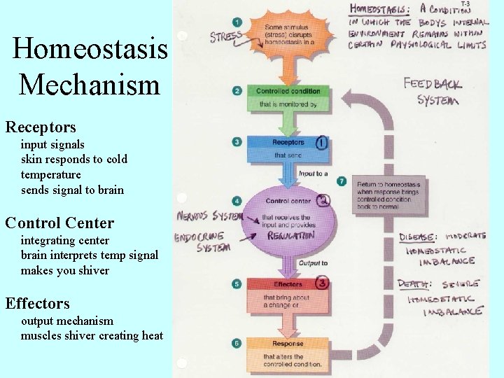 Homeostasis Mechanism Receptors input signals skin responds to cold temperature sends signal to brain