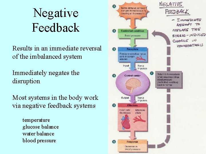 Negative Feedback Results in an immediate reversal of the imbalanced system Immediately negates the