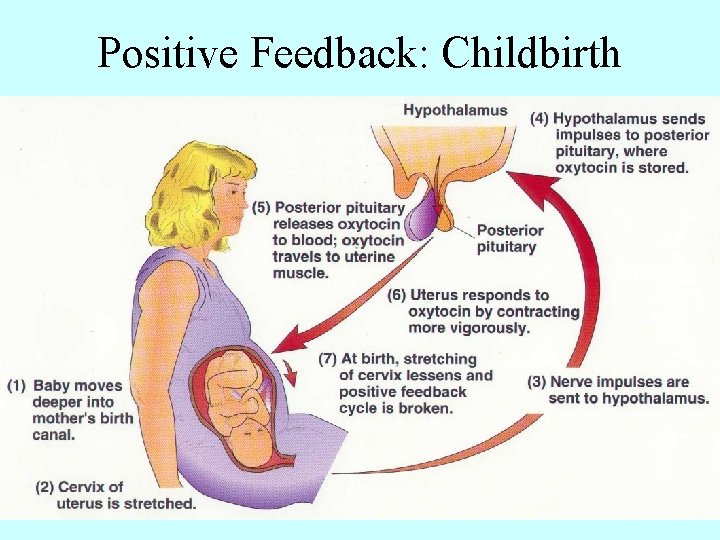 Positive Feedback: Childbirth 