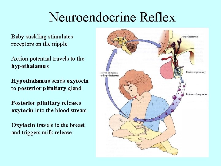 Neuroendocrine Reflex Baby suckling stimulates receptors on the nipple Action potential travels to the