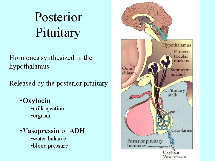 Posterior Pituitary Hormones synthesized in the hypothalamus Released by the posterior pituitary • Oxytocin