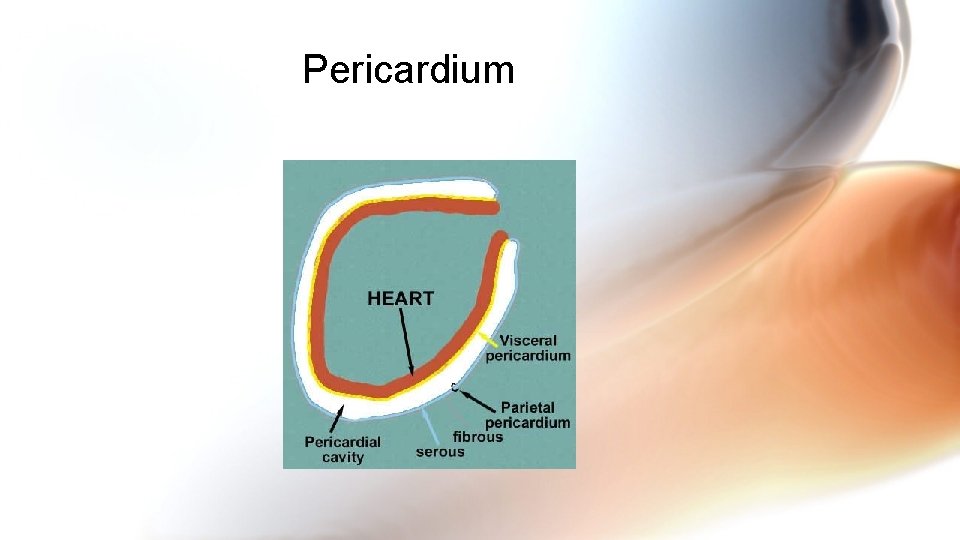 Pericardium Pericardium