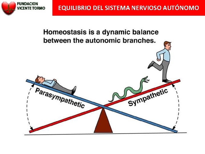 EQUILIBRIO DEL SISTEMA NERVIOSO AUTÓNOMO 