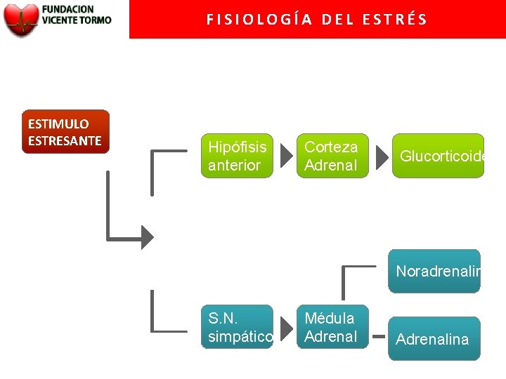 FISIOLOGÍA DEL ESTRÉS ESTIMULO ESTRESANTE Hipófisis anterior Corteza Adrenal Glucorticoides Noradrenalina S. N. simpático