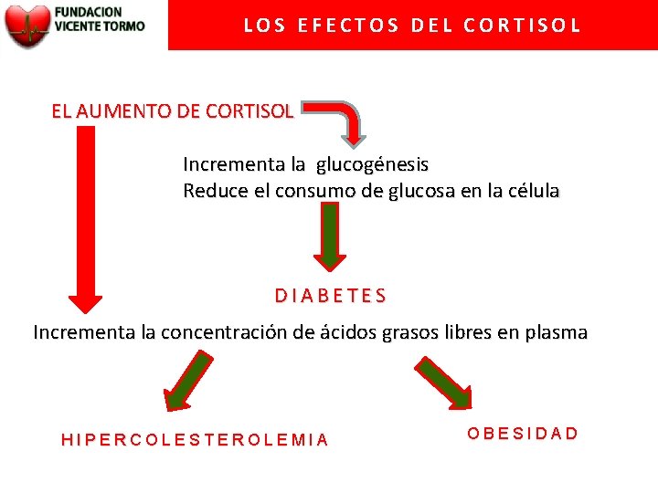 LOS EFECTOS DEL CORTISOL EL EL AUMENTO DE CORTISOL Incrementa la glucogénesis Reduce el