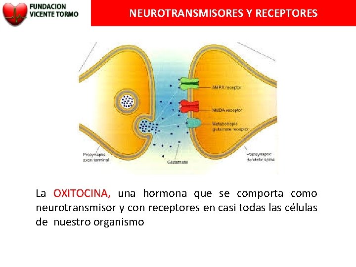 NEUROTRANSMISORES Y RECEPTORES La OXITOCINA, una hormona que se comporta como neurotransmisor y con