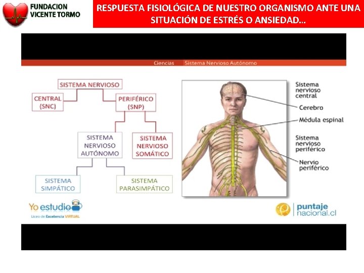 RESPUESTA FISIOLÓGICA DE NUESTRO ORGANISMO ANTE UNA SITUACIÓN DE ESTRÉS O ANSIEDAD… 