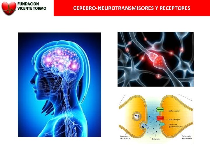 CEREBRO-NEUROTRANSMISORES Y RECEPTORES 