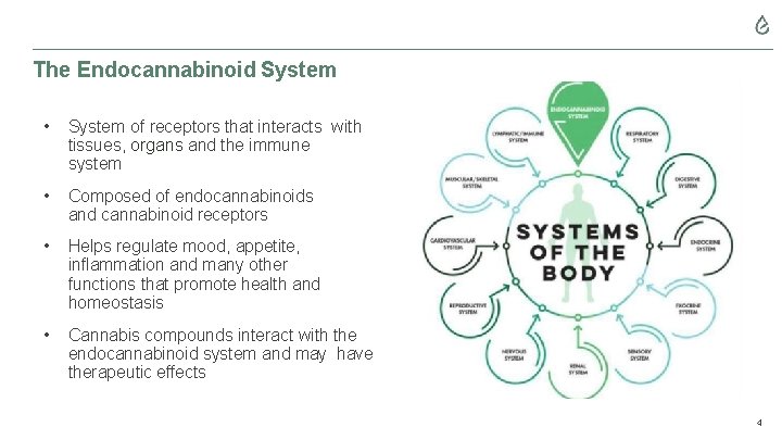 The Endocannabinoid System • System of receptors that interacts with tissues, organs and the