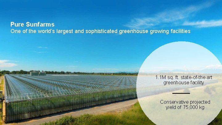 Pure Sunfarms One of the world’s largest and sophisticated greenhouse growing facilities 1. 1
