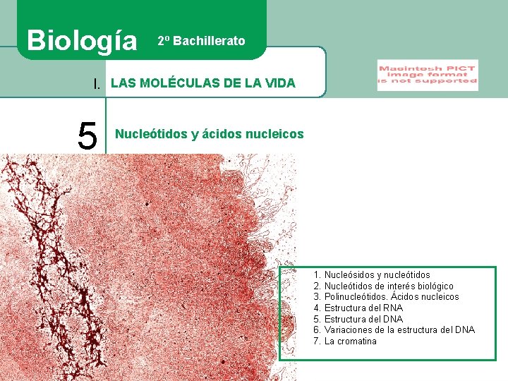 Biología 2º Bachillerato I. LAS MOLÉCULAS DE LA VIDA 5 Nucleótidos y ácidos nucleicos