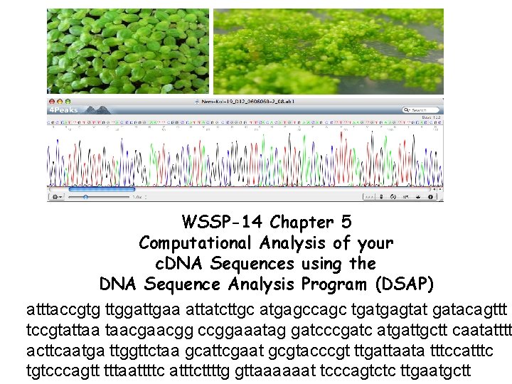 WSSP14 Chapter 5 Computational Analysis of your c