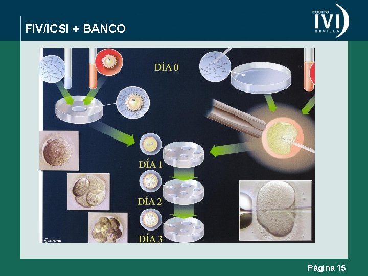 FIV/ICSI + BANCO Página 15 