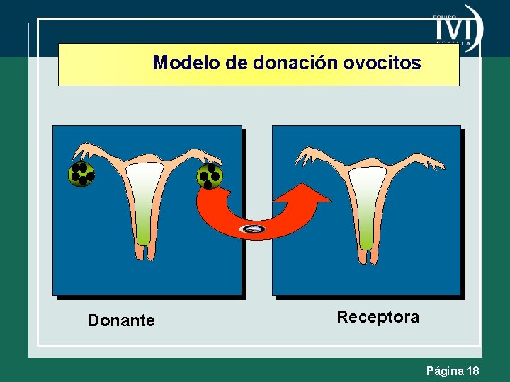 Modelo de donación ovocitos Donante Receptora Página 18 