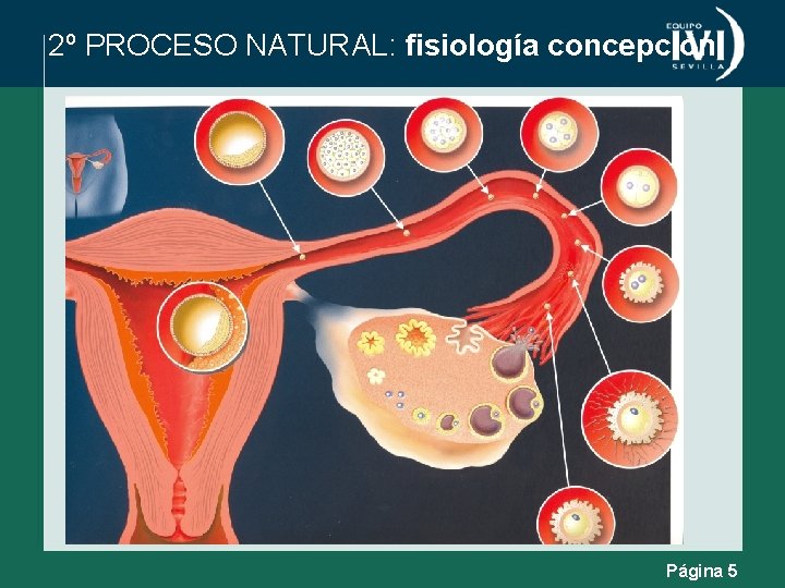 2º PROCESO NATURAL: fisiología concepción Página 5 