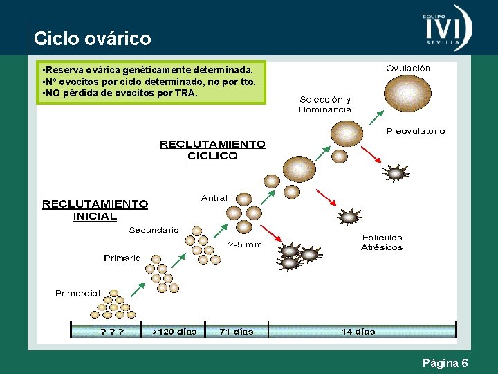 Ciclo ovárico • Reserva ovárica genéticamente determinada. • Nº ovocitos por ciclo determinado, no