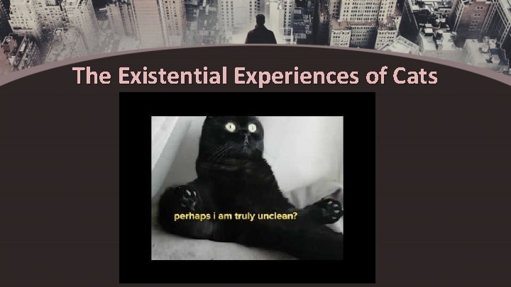 The Existential Experiences of Cats 