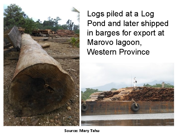 Logs piled at a Log Pond and later shipped in barges for export at