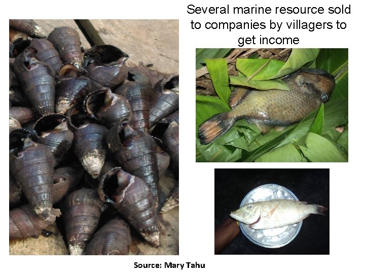Several marine resource sold to companies by villagers to get income Source: Mary Tahu