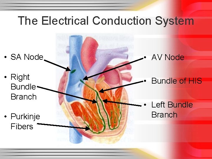 The Electrical Conduction System • SA Node • AV Node • Right Bundle Branch