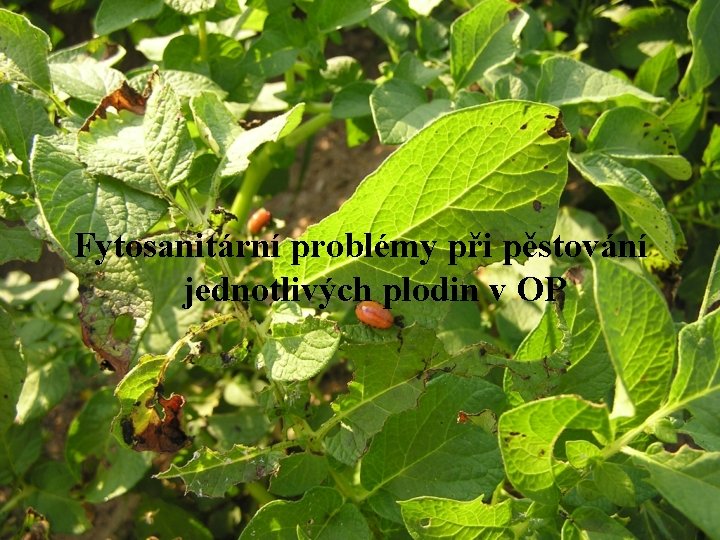 Fytosanitární problémy při pěstování jednotlivých plodin v OP Fytosanitární problémy při pěstování jednotlivých plodin v OP