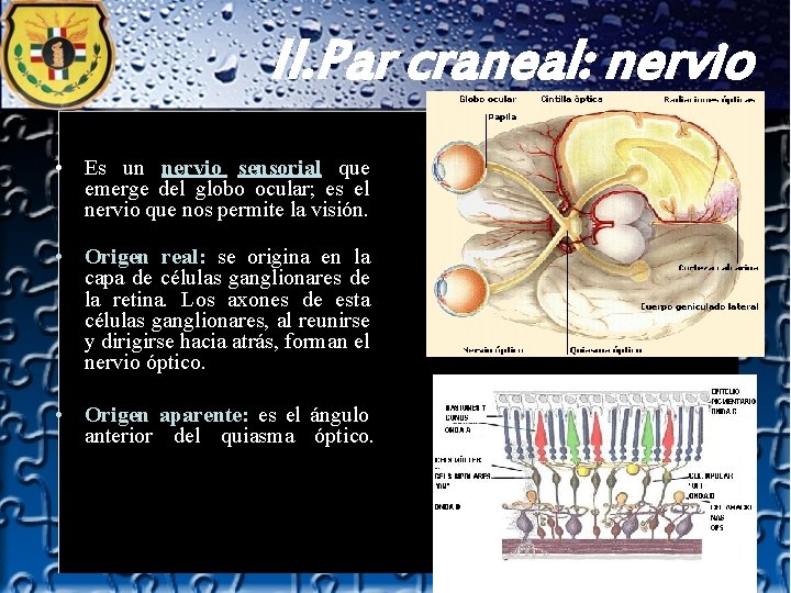 II. Par craneal: nervio òptico. • Es un nervio sensorial que emerge del globo