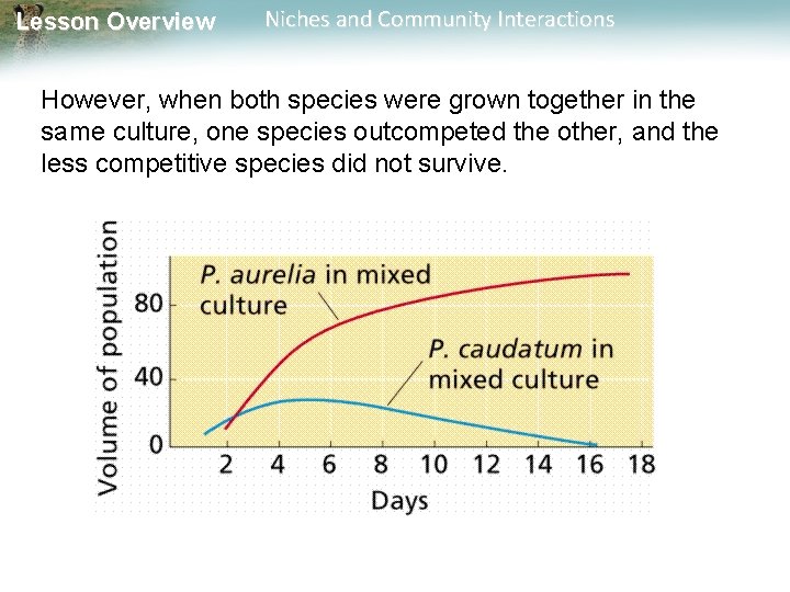 Lesson Overview Niches and Community Interactions However, when both species were grown together in
