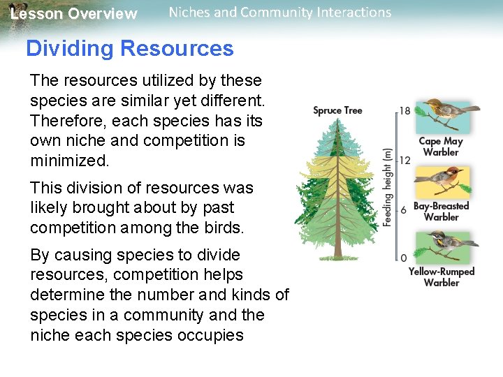 Lesson Overview Niches and Community Interactions Dividing Resources The resources utilized by these species