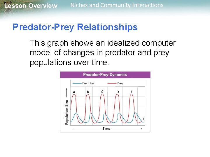 Lesson Overview Niches and Community Interactions Predator-Prey Relationships This graph shows an idealized computer